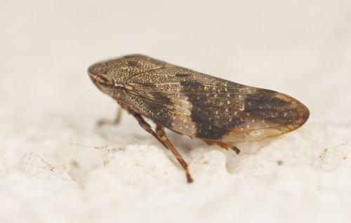 Aphrophora alni